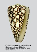 Conus marmoreus (f) crosseanus